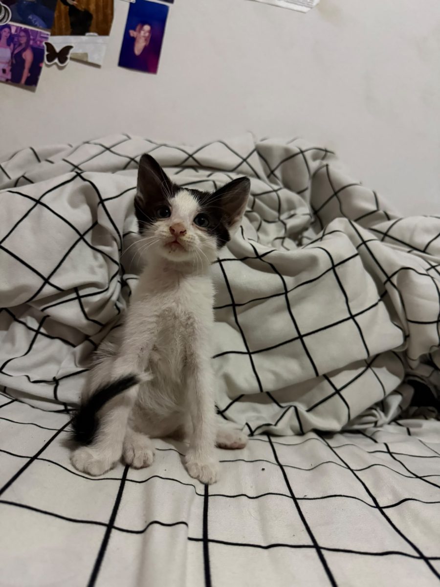 Motanasul ostropel spre adoptie
