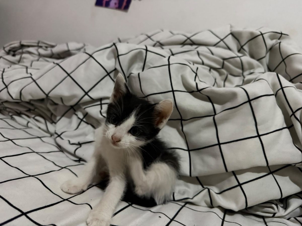 Pisicuta Scortisoara spre adoptie