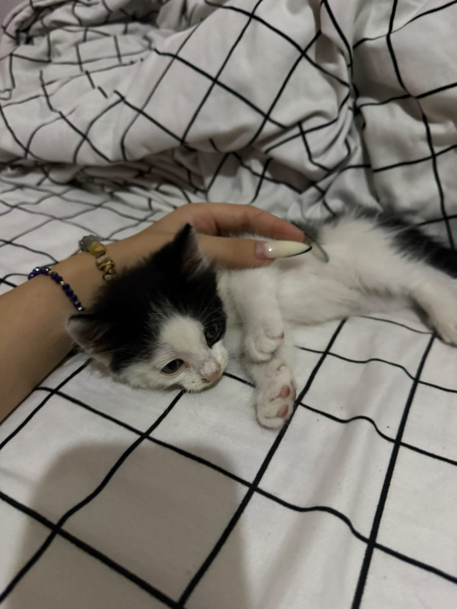 Motanasul Cioata spre adoptie