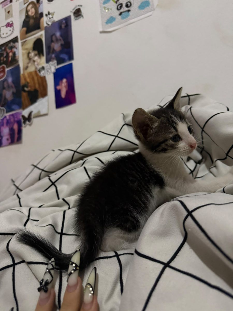 Motanasul Busuioc spre adoptie