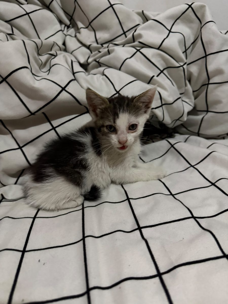 Pisica Snitel spre adoptie