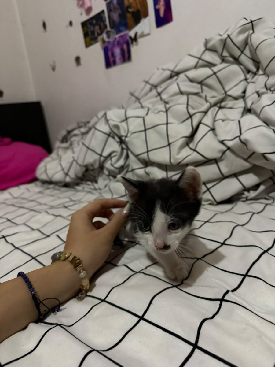 Motanasul Strudel spre adoptie