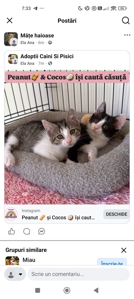 Adopții pisici
