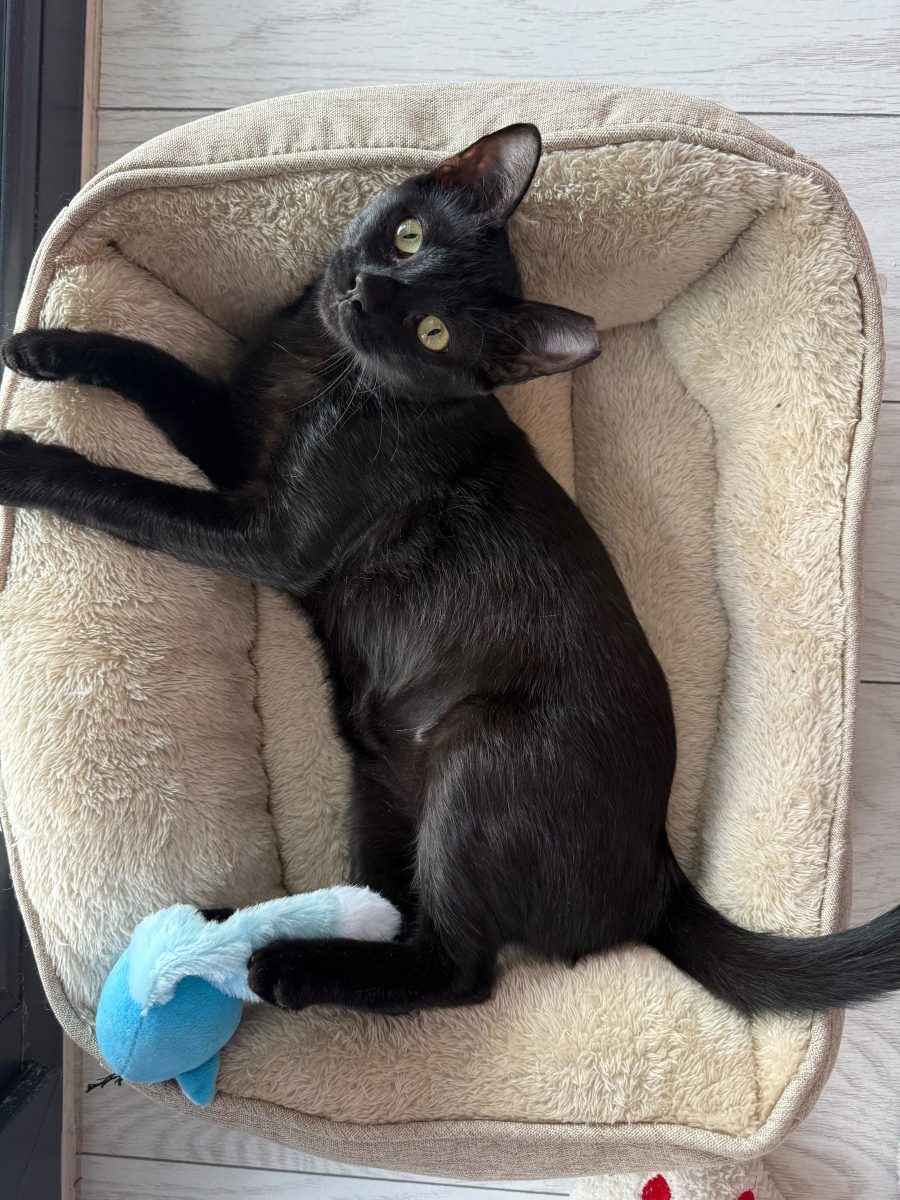 Adopții pisici
