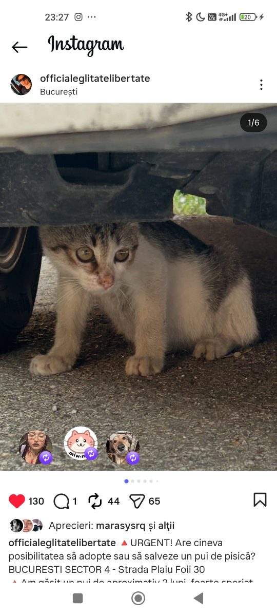 Adopții pisici