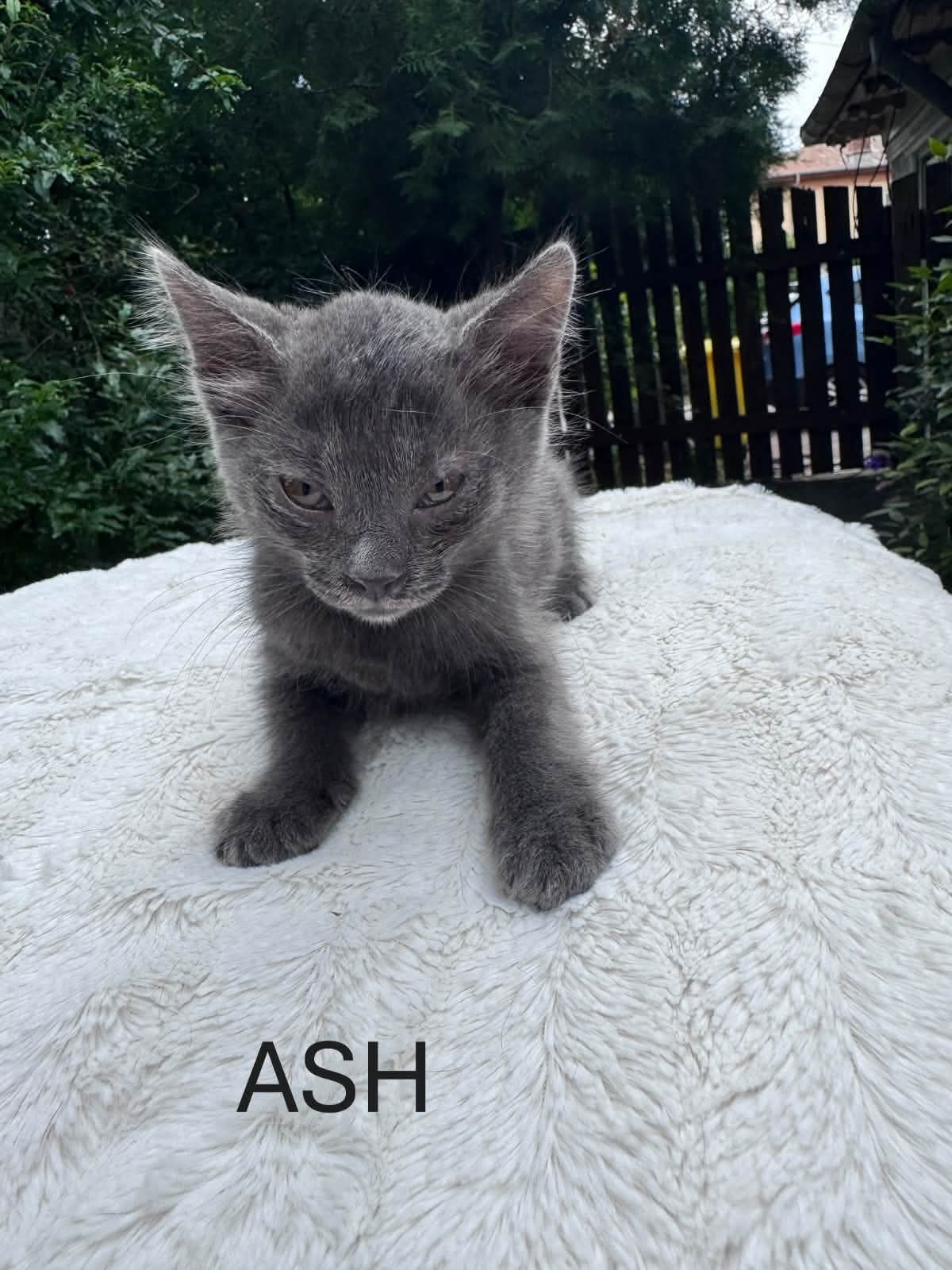 Adopții pisici