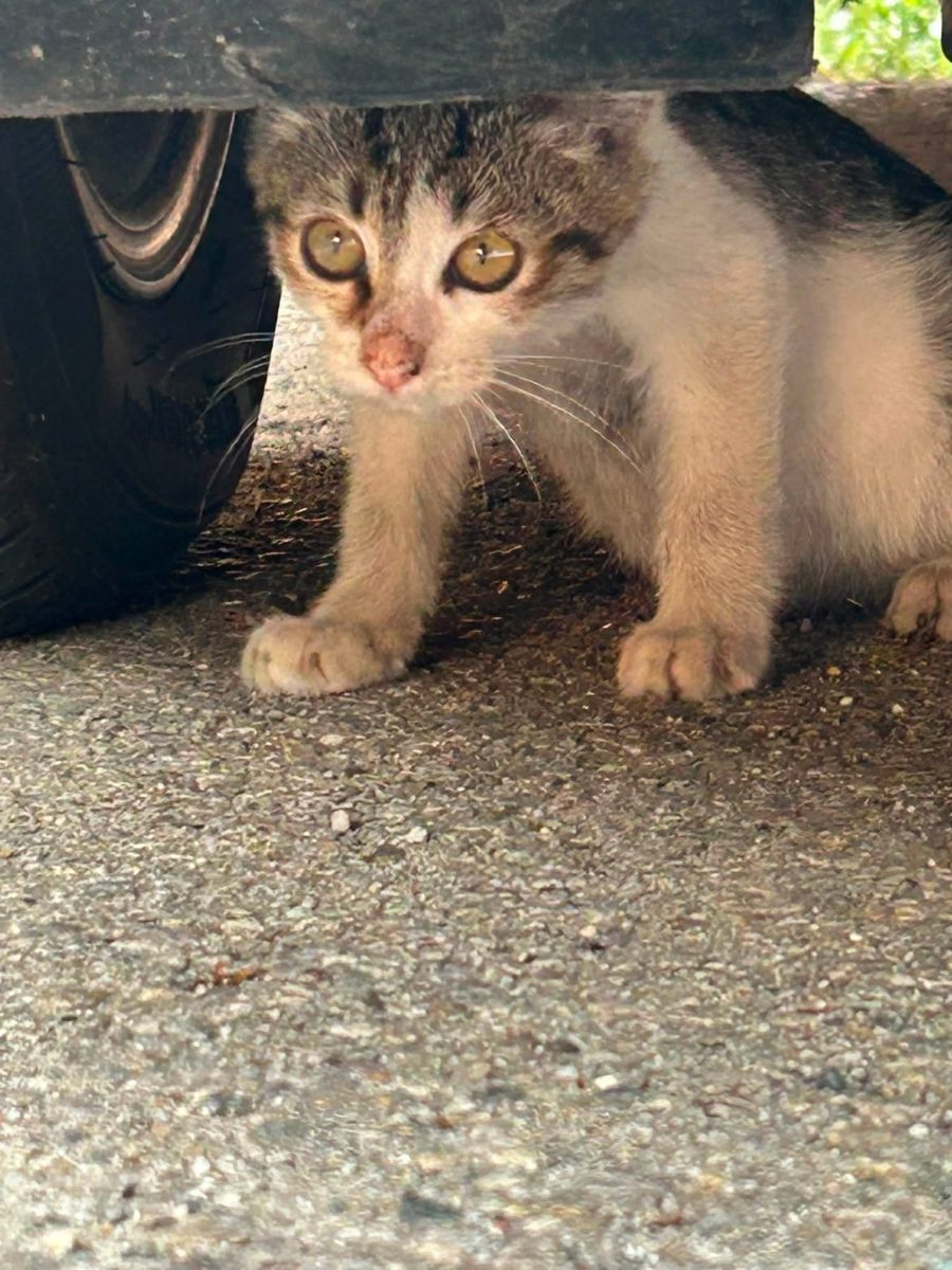 Adopții pisici