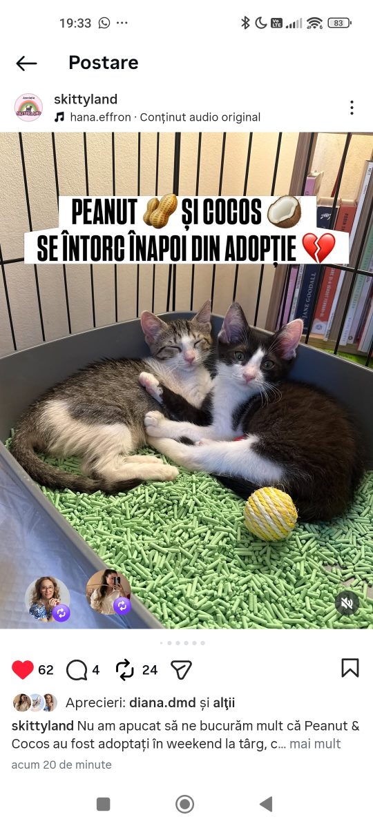 Adopții pisici