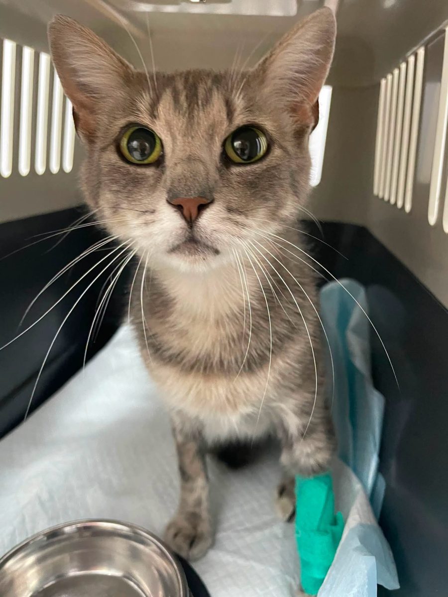 Adopții pisici