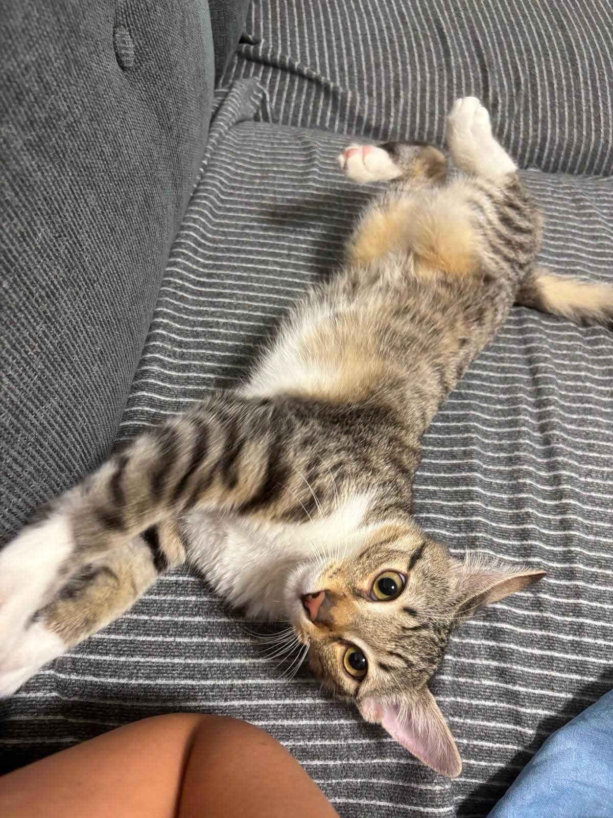 Adopții pisici