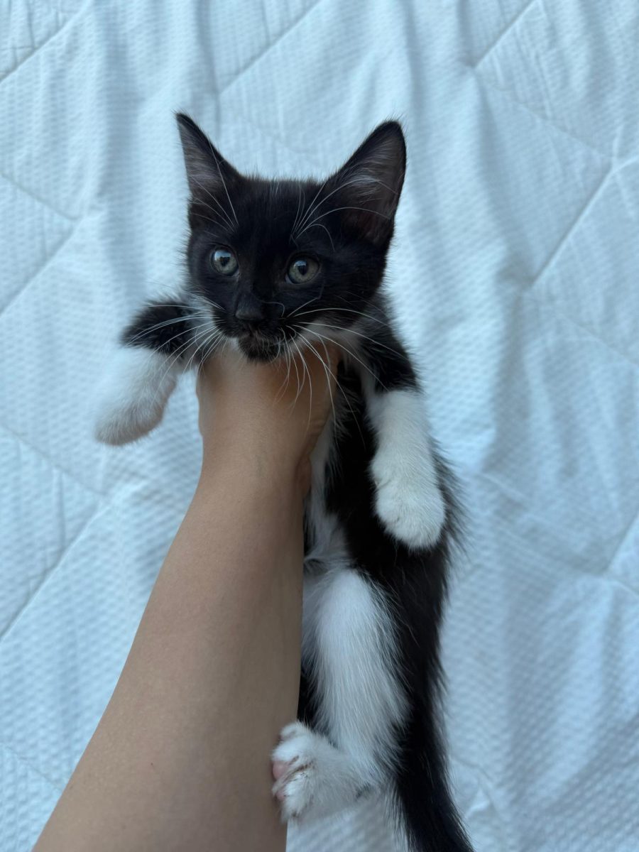 🐼😺 Doi motanei isi cauta oameni pe viata in Bucuresti