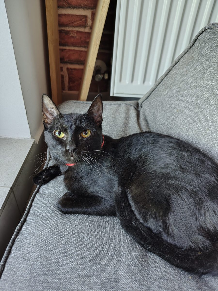 🐈‍⬛ Negrutz isi cauta casuta pentru totdeauna