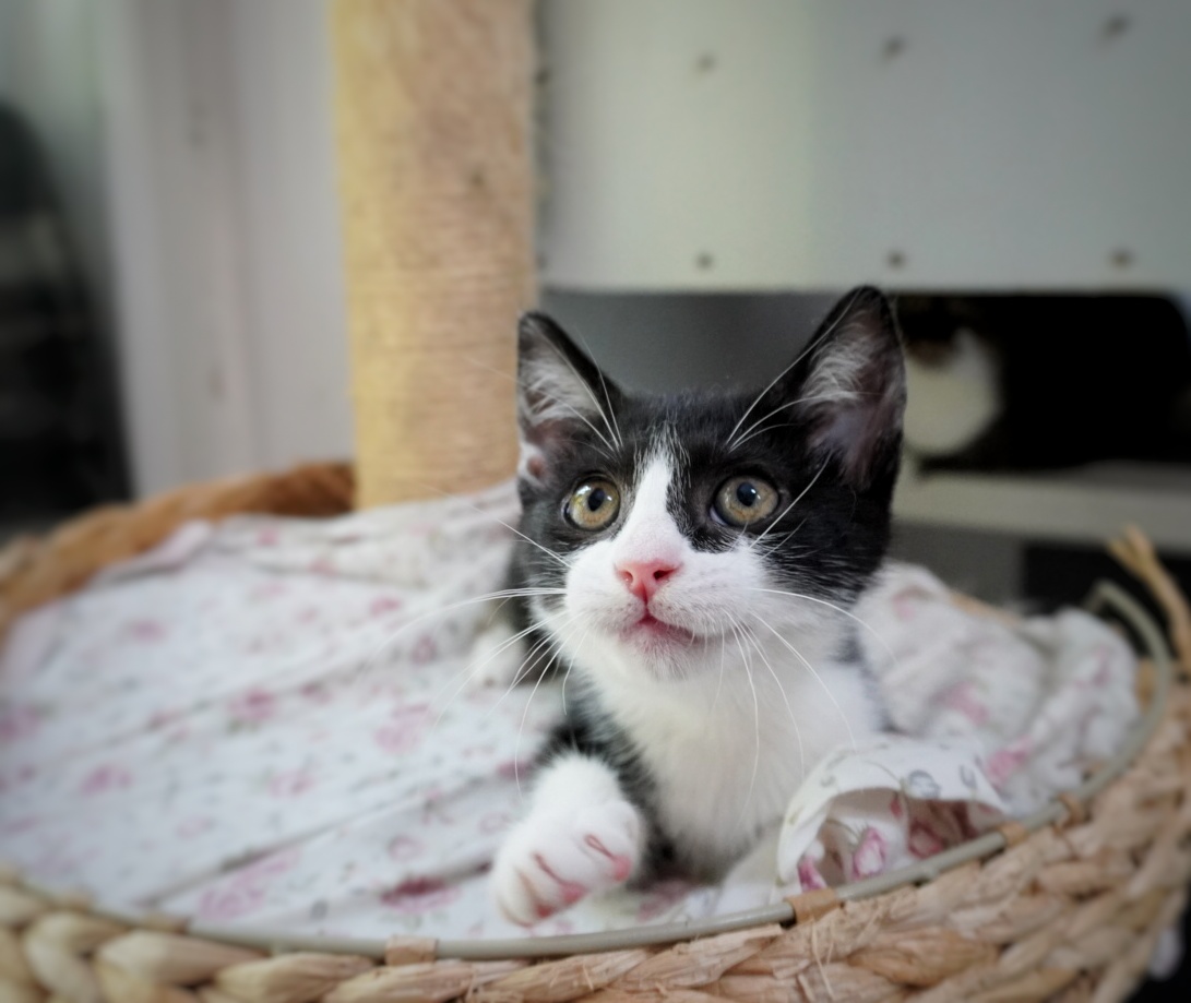 Pinky te va fermeca instant