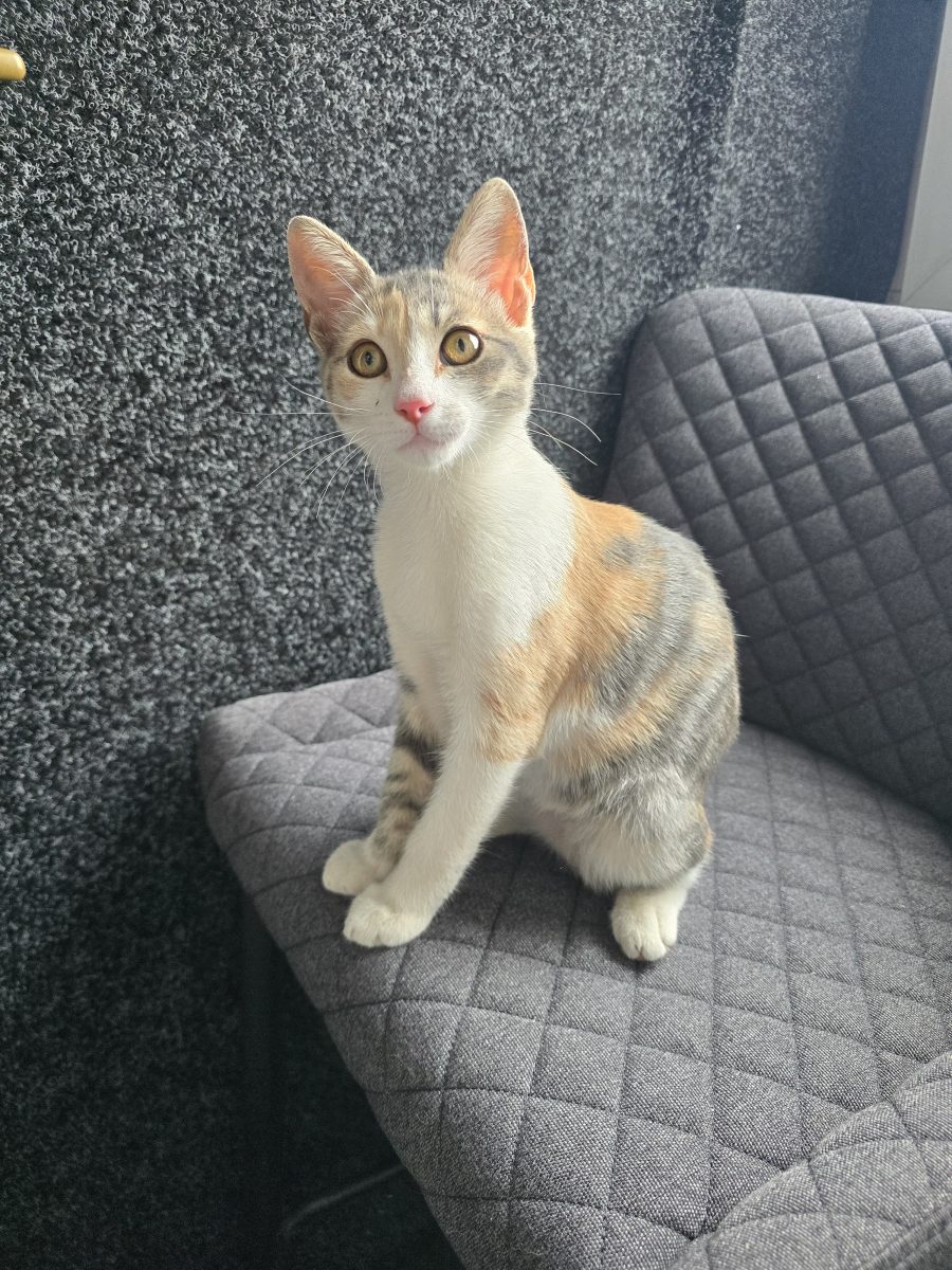 🐾 Pisicuță blândă caută o familie 🐾