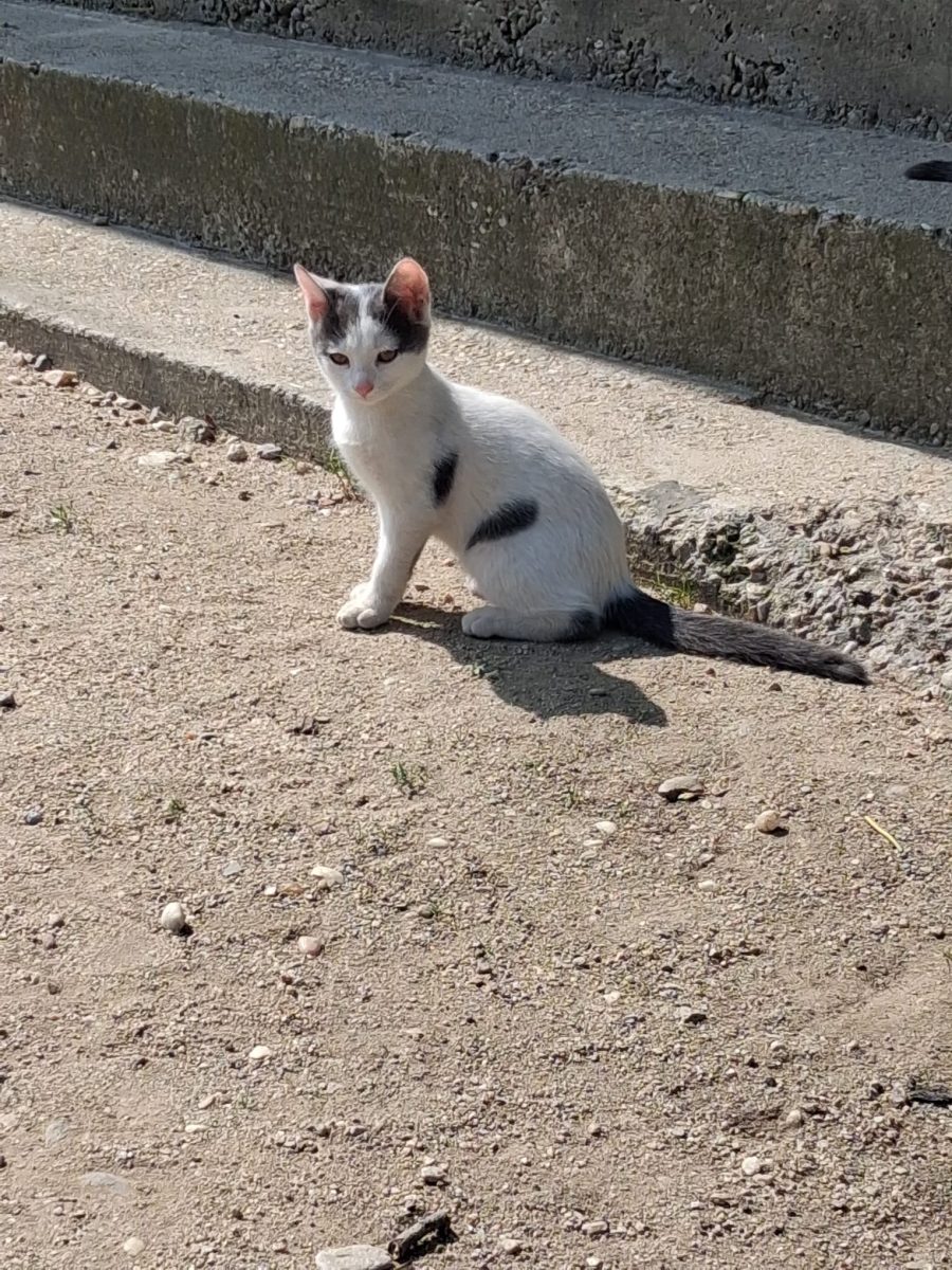 Pufoseni mici