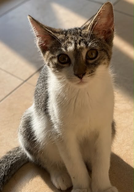 Nori îşi caută casuță 💛
