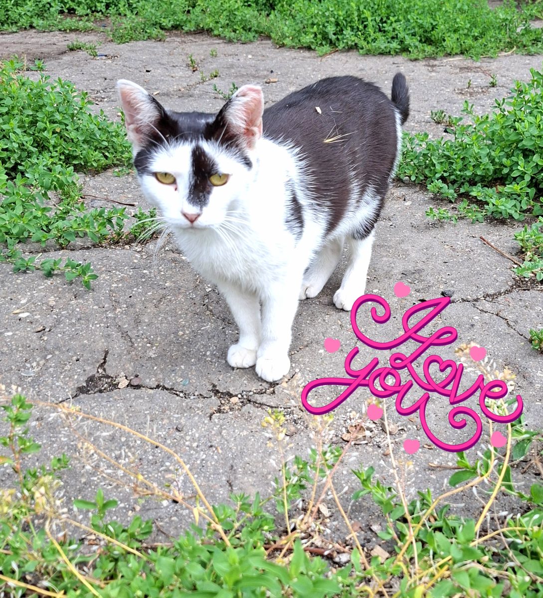 Adoptie pisica curte Adelle