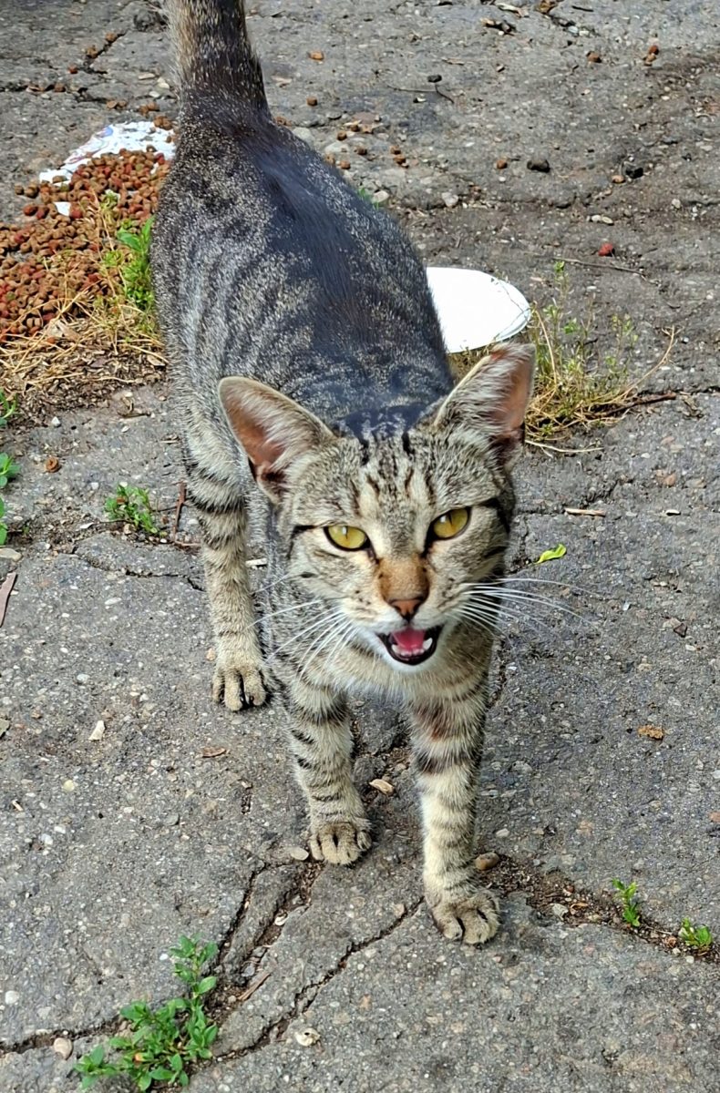 Adoptie pisici Zanisoarele