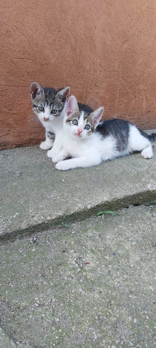 Doi pui de pisica fetite