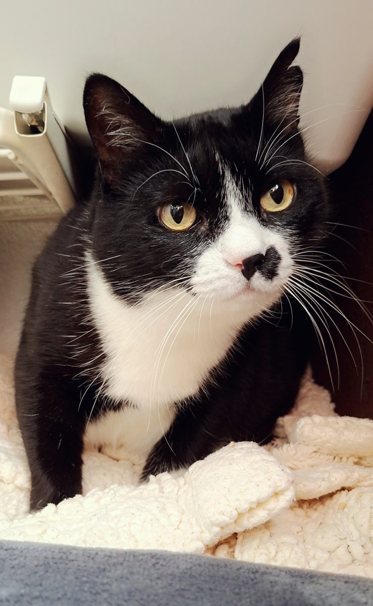 Adoptie pisica neagra Martafica