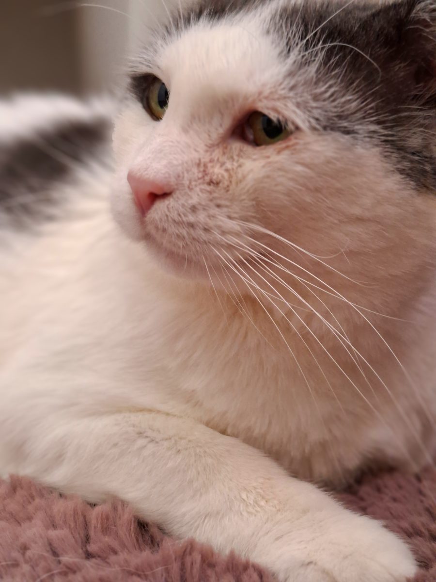 Adoptie motan castrat Martafoi