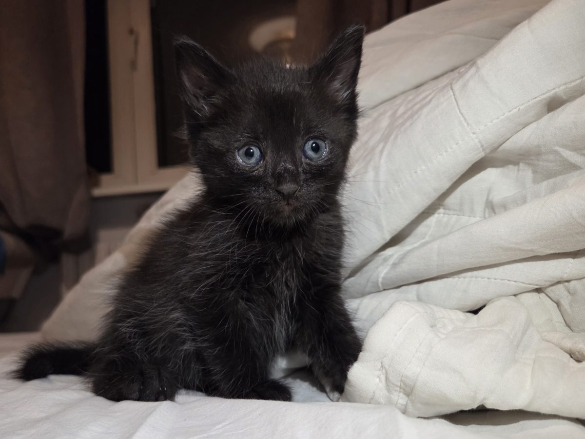 Blitz pufos pentru adoptie, educata la litiera, asiguram transport