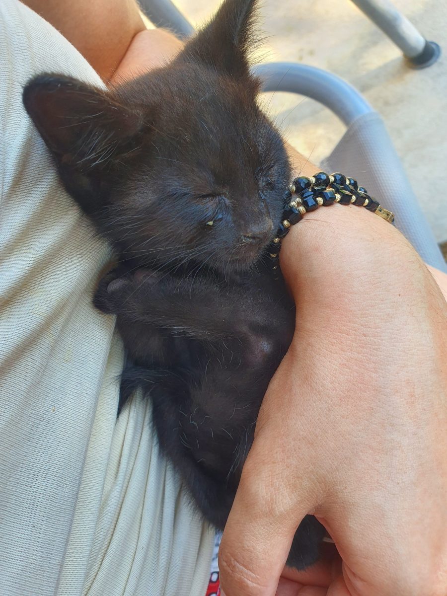 Pisic drăguț pt adoptie