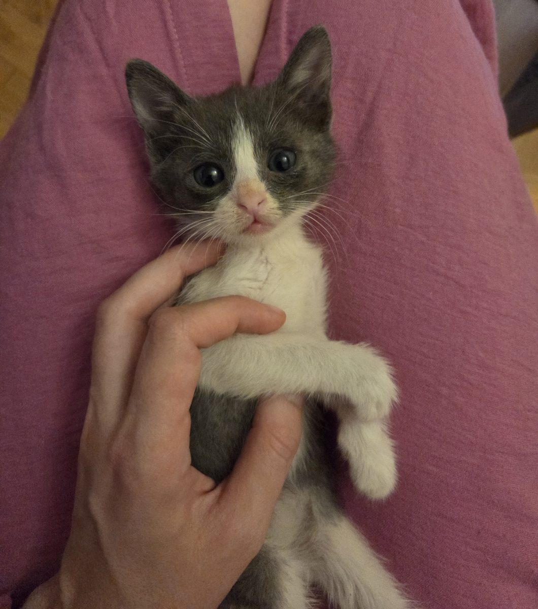 Panda pentru adoptie, educat la litiera, transport inclus