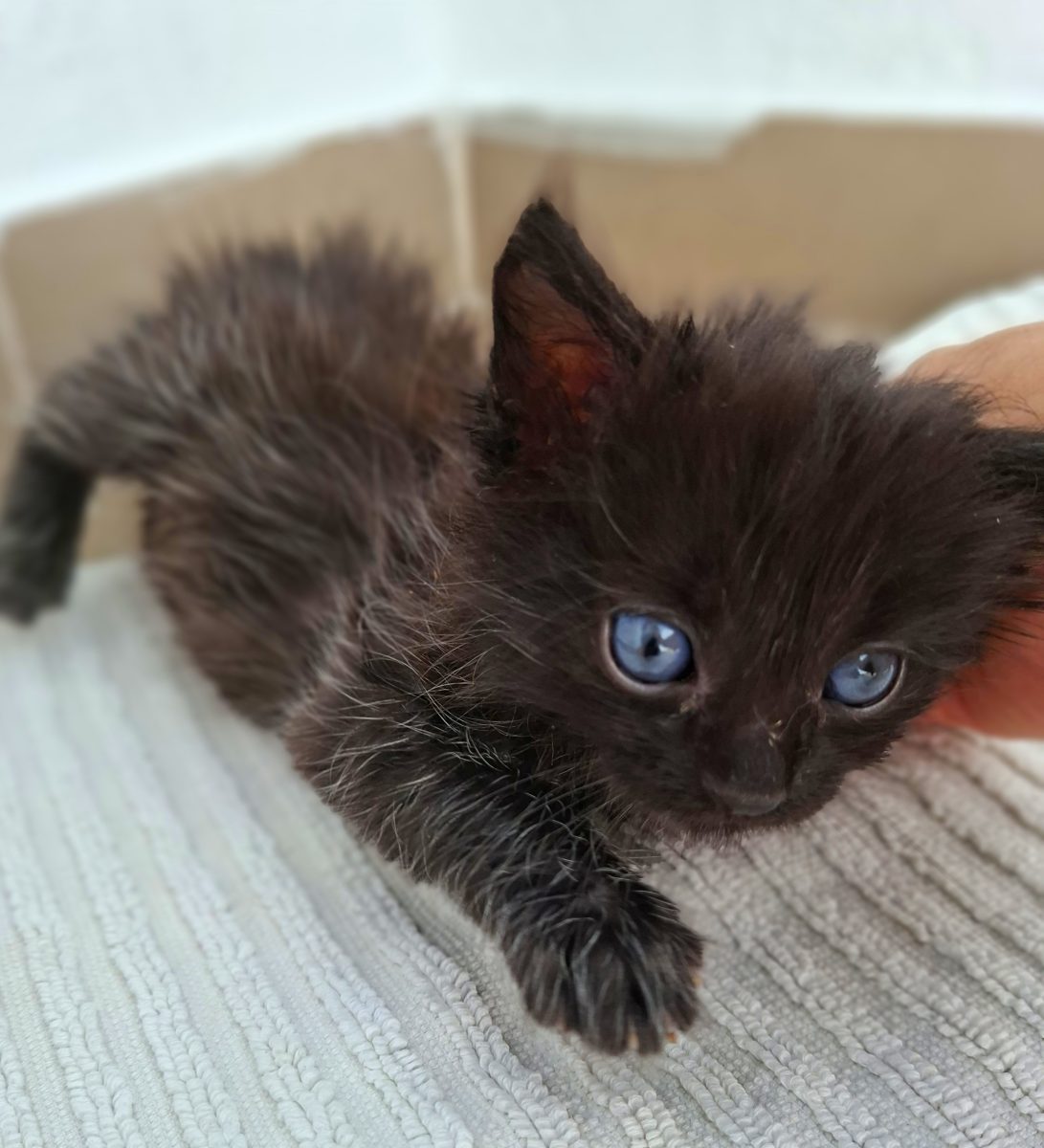 Adoptie pui de pisica Pami