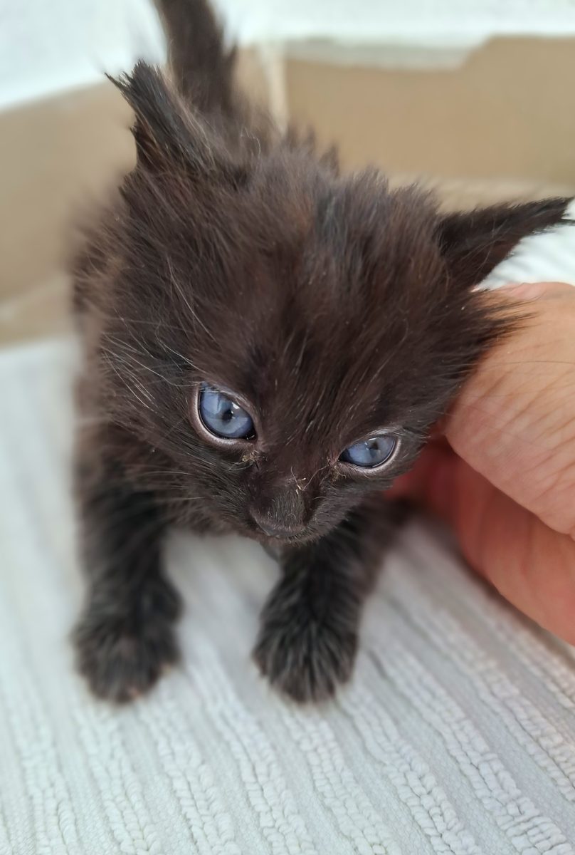 Adoptie pui de pisica