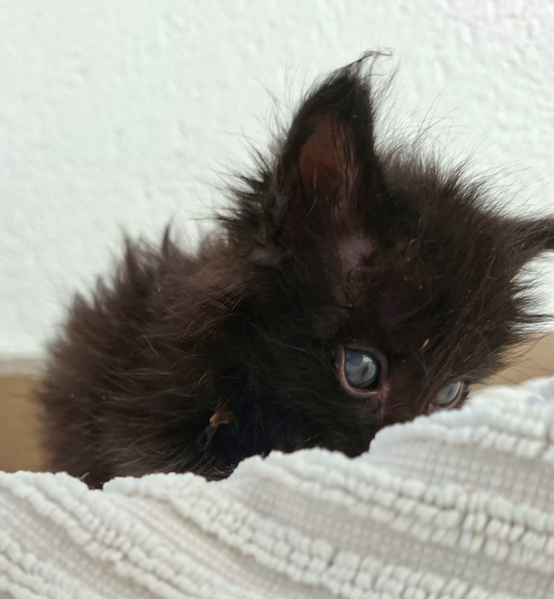 Adoptie pui de pisica