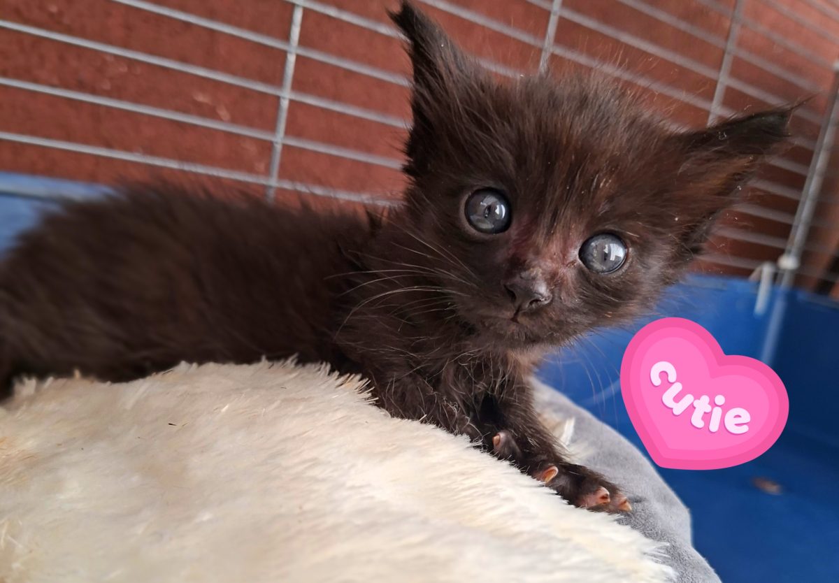 Adoptie pui de pisica Minisor si Pami