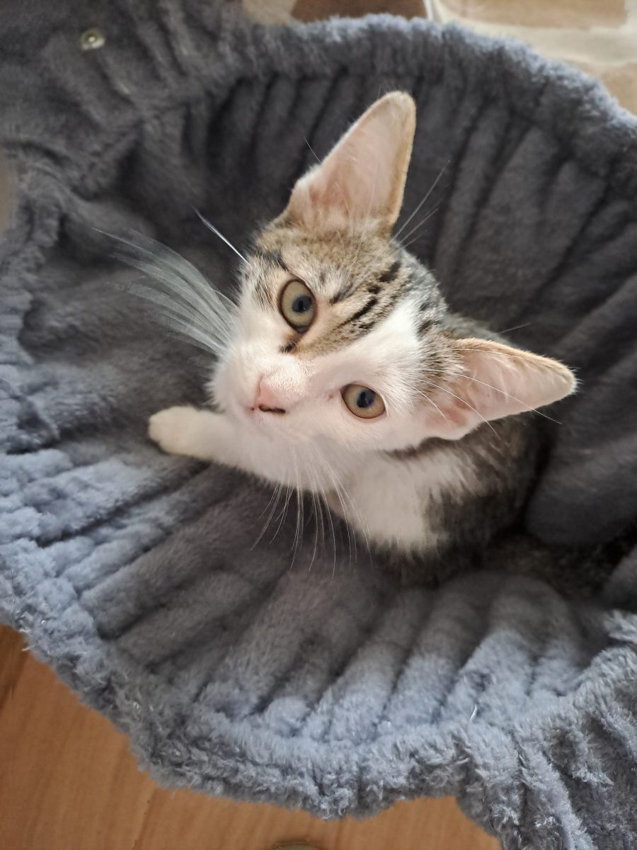 O budinca mica pentru adoptie responsabila