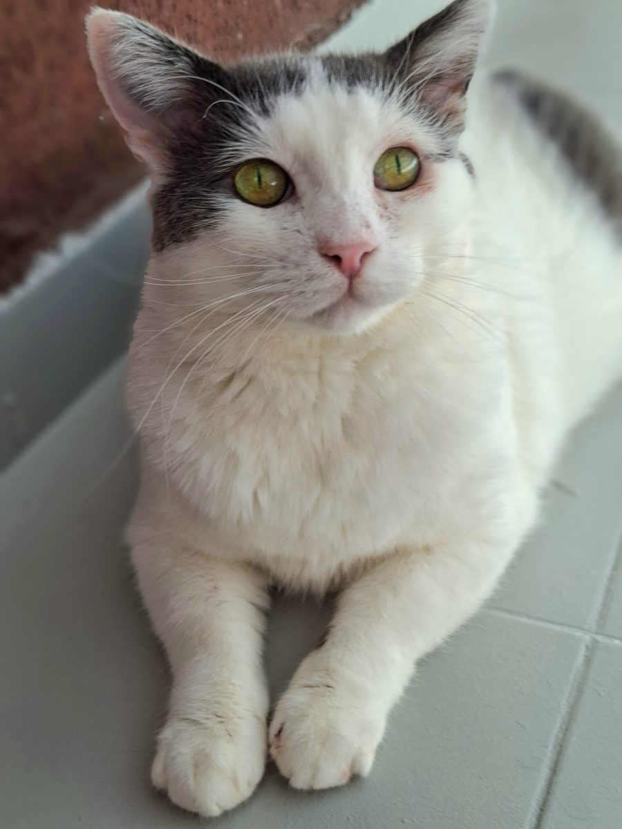 Adoptie motan alb castrat