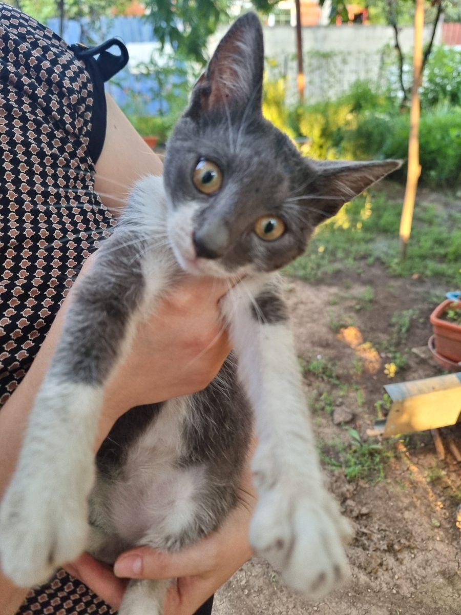 Ofer spre adopție 2 puiuti de pisica