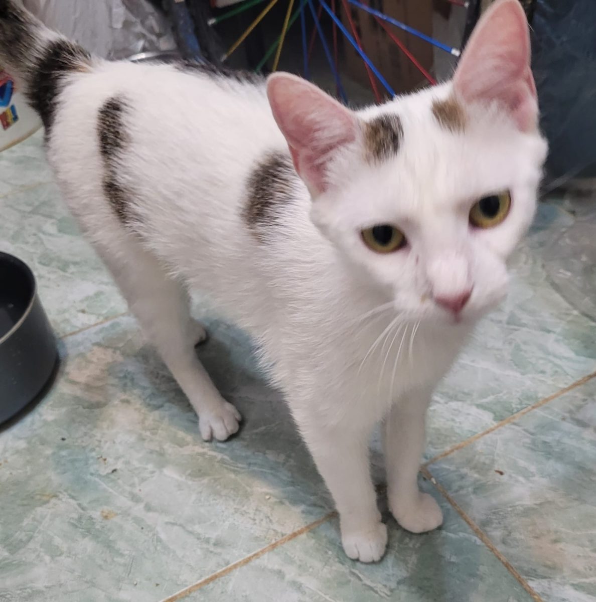 Delicata și iubitoare are nevoie de o familie!💗💗💗