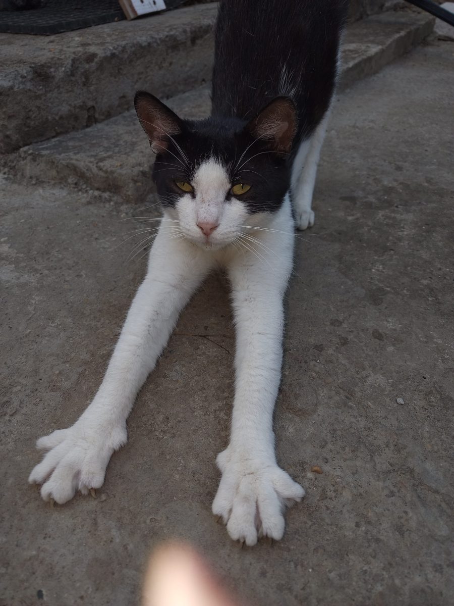 Motan alb cu negru
