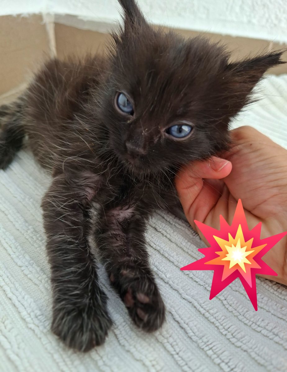 Adoptie pui de pisica metis Angora