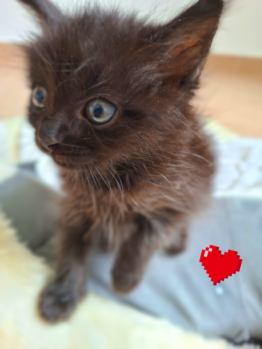 Adoptie pui de pisica metis persana