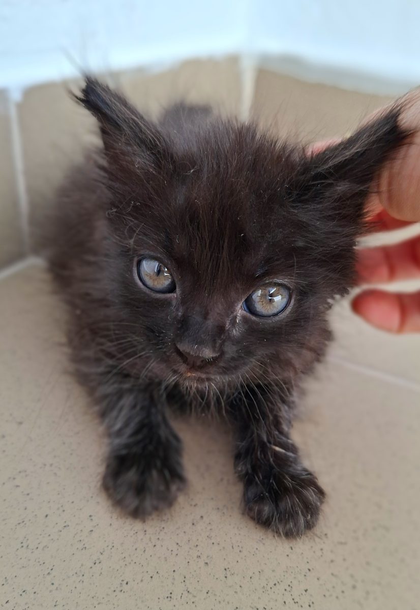 Adoptie pui de pisica Pami