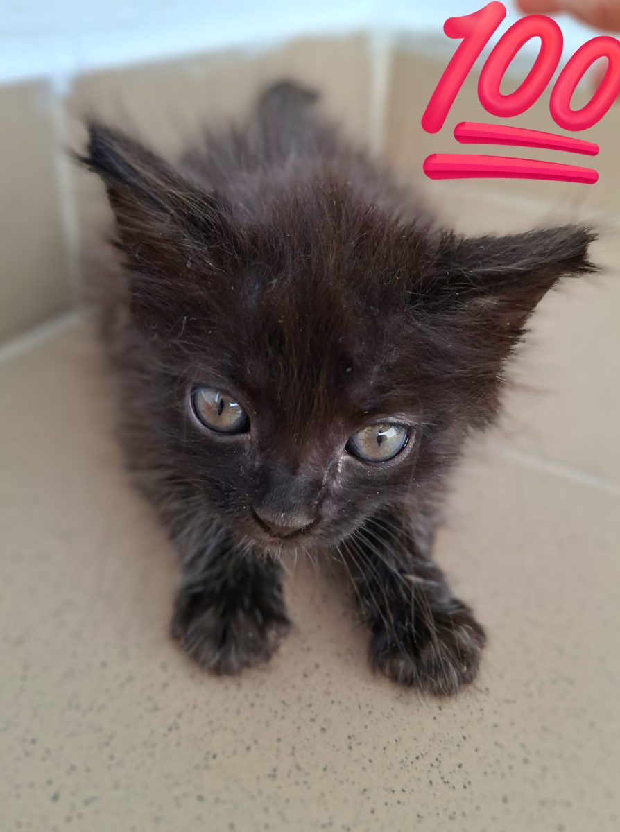 Adoptie pui pisica metis persana