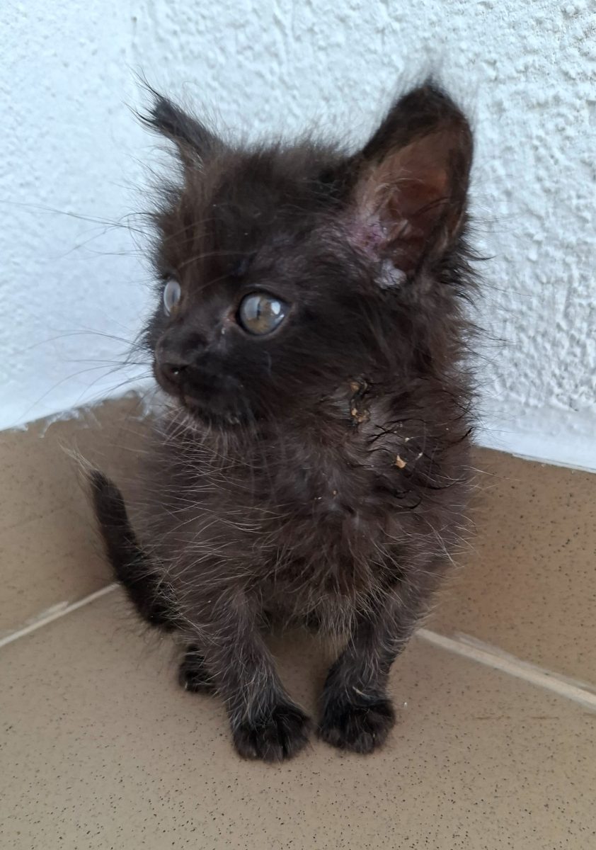 Adoptie pui de pisica Pami