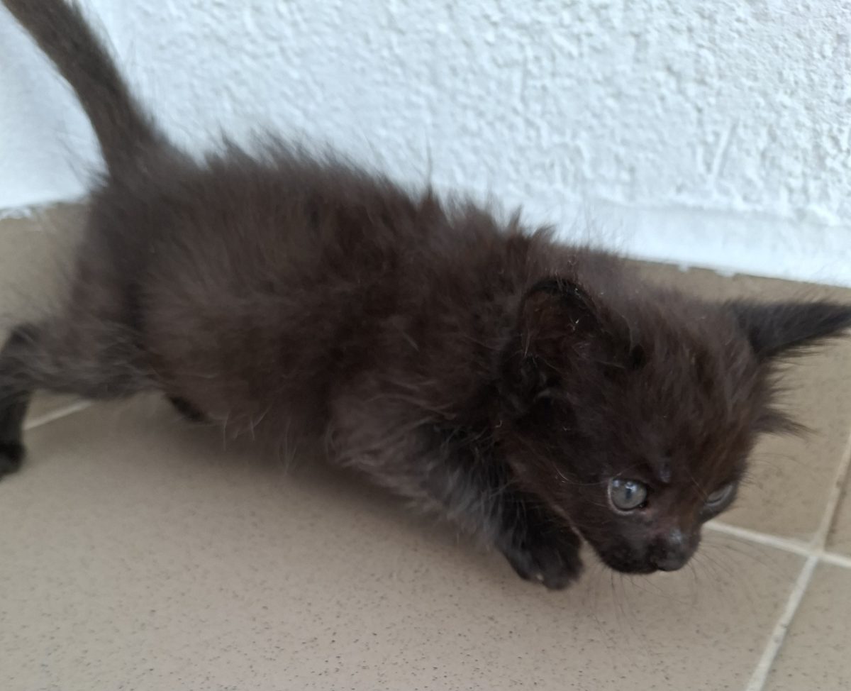 Adoptie pui de pisica Minisor