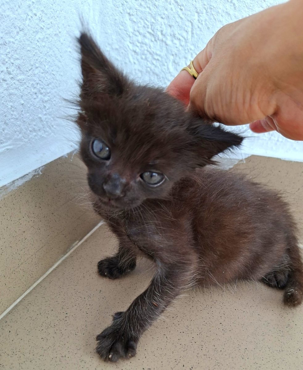 Adoptie pui de pisica Ursulet