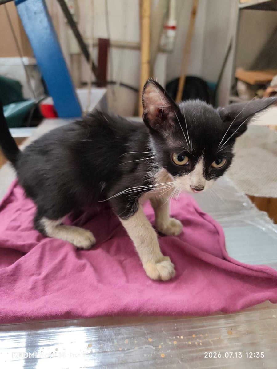 Adoptie pui de pisica DIVERSI
