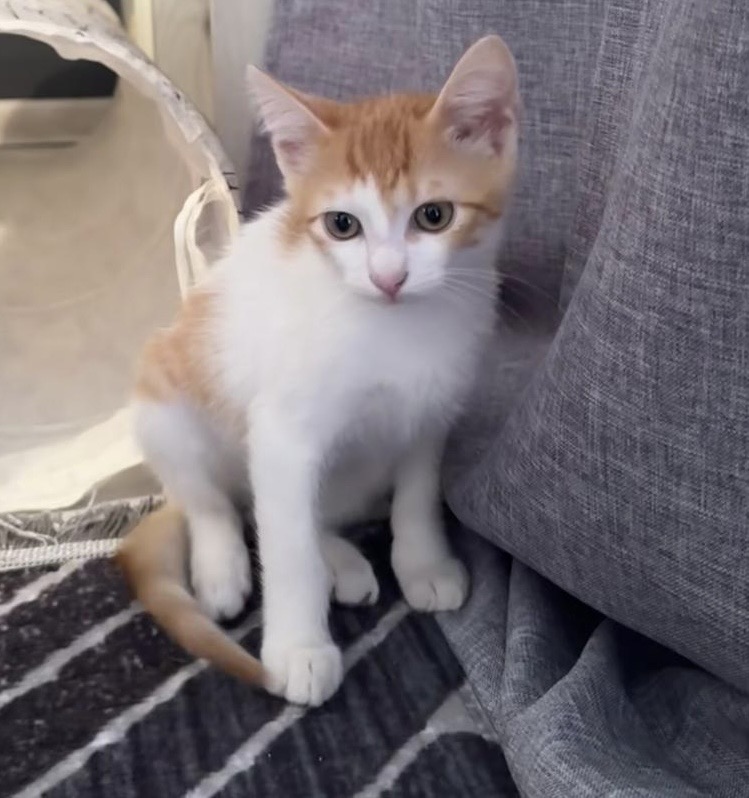 Simpaticul Tazi își dorește o familie!💙💙💙