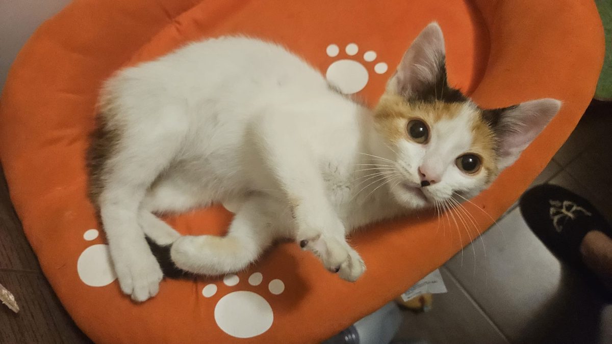 Cea mai simpatică calicuță își dorește o căsuță!💗💗💗