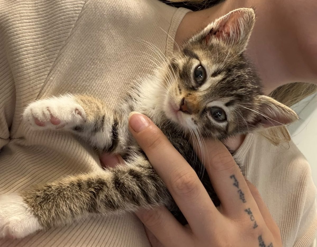 Trei inimi mici cauta trei familii mari!💕💕💕