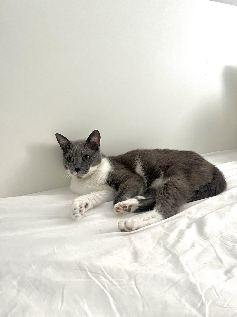 Pisicuta pt adoptie