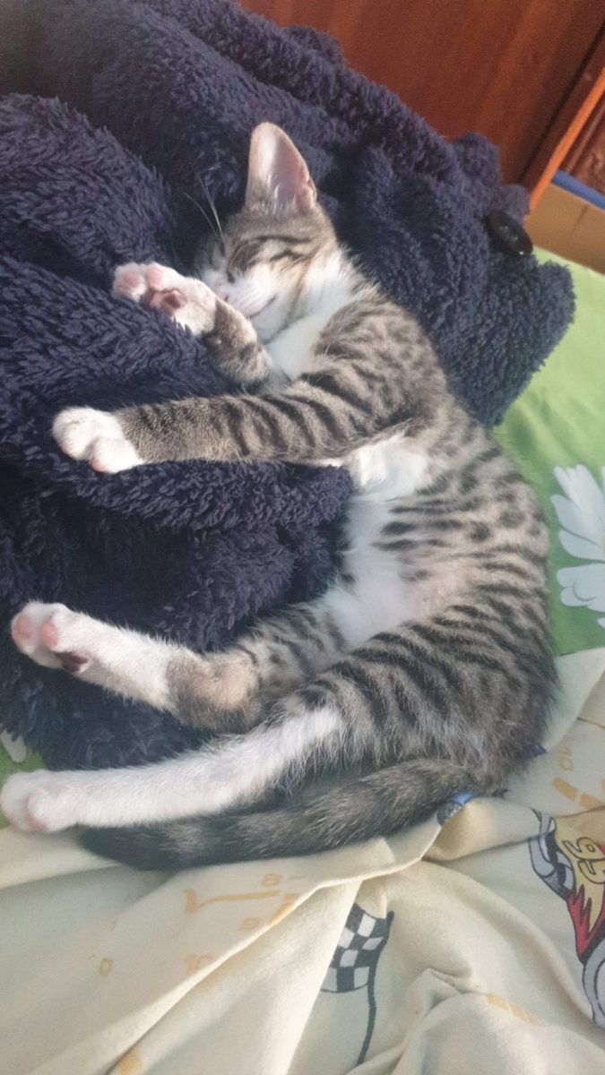 Bibiciu, Duracell cu suflet!